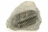 Detailed Morocops Trilobite - Large Specimen #273417-2